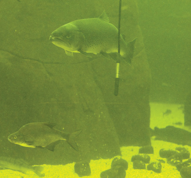 EVVK
Kalat eivät hirveästi kiinnostu hydrofonista, eivätkä rokit ja Meripäivätkään ihmeemmin muuta normaalia uintirytmiä. Maretarium, Kotka 2007.
Avainsanat: Maretarium tutkimus rock-musiikin vaikutuksesta vaikutuksista kaloihin Mikko Erkinaro tutkija tiedemies akvaario kalat hydrofoni mikrofoni lohi uida vesi